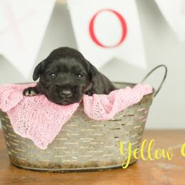 Yellow Girl - Black female Miniature Schnauzer puppy in Commerce, Georgia from Peach State Miniature Schnauzers