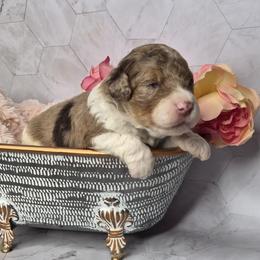 Brownie - Liver and white male Springerdoodle puppy in Fargo, North Dakota from Dakota SpringerDoodles
