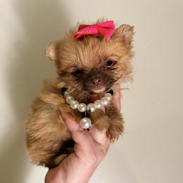 Poppy - Orange female Pomeranian puppy in Queens, New York from Pawfect Soul Puppies