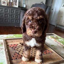 Butter fingers - Tri-color female Bernedoodle puppy in Arabi, Georgia from Huckadoodle Farm