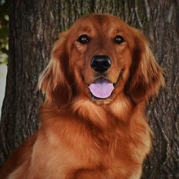 Spud - Golden Retriever