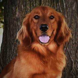 Spud - Golden Retriever