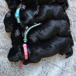 Hunter Green - Black male German Shepherd puppy in White Cloud, Michigan from Von WestLynn German Shepherds