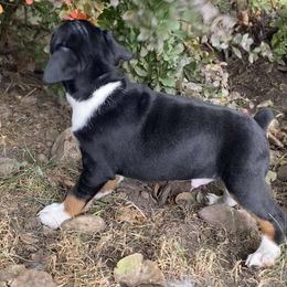 Rat Terrier Puppies from Hawthorne Terriers