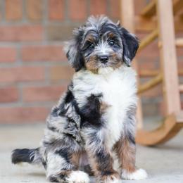 Rubble - Blue merle male Bernedoodle puppy in Dundee, Ohio from Down Home Doodle