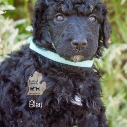 Poodle Puppies from Kindred Kennels