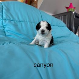 Canyon - Tri-color male Bernedoodle puppy in Horseshoe Bend, Idaho from Over the Moon Poodles and Doodles