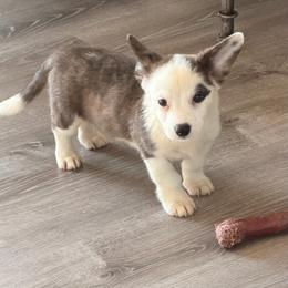 Abrams - Brindle and white female Cardigan Welsh Corgi puppy in Bland, Missouri from Shadey Lane Corgis