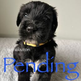 Cleo - Black female Schnoodle puppy in Saint Augustine, Florida from Gunnie Luv, LLC