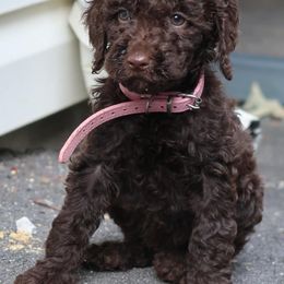 Goldendoodles from M&M&M Doodles