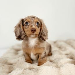 Girl 1 - Dapple female Dachshund puppy in Lehi, Utah from Cherry Creek Dachshunds