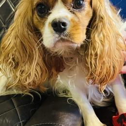 Maverick - Cavalier King Charles Spaniel