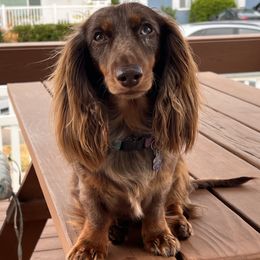 Lucy - Dachshund
