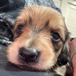 Blue collar - Cream female Dachshund puppy in Shawnee, Oklahoma from Magic Eagle Miniature Dachshunds