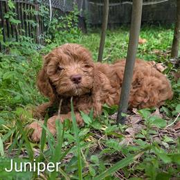 Juniper - Buff male Cockapoo puppy in Sunset, Louisiana from Cano Cockapoos