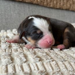 Girl 3 - Black tri-color female Australian Shepherd puppy in Oakridge, Oregon from Middle Fork Australian Shepherds