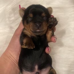 Boy 2 - Yorkshire Terrier puppy in Washington from Yorkiecharm