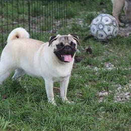Brooklyn - Pug