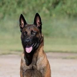 ComoQue - Belgian Malinois
