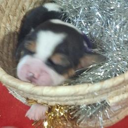 Clause(White) - Black brown and white male Basset Hound puppy in Carbondale, Kansas from Dream Weavers Basset Hounds