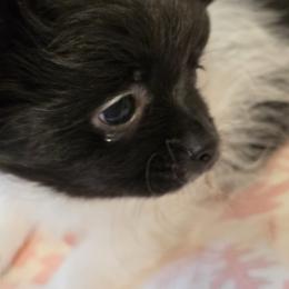Teddy - Black male Mi-Ki puppy in Gobles, Michigan from My Little Puppy Paws