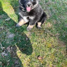 Pomsky Puppies from Michelle's Pomskies