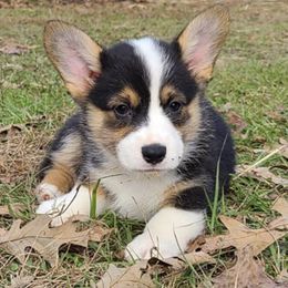 Pembroke Welsh Corgis from Longacres Farm