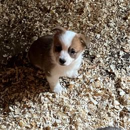 Boy 1 - Red male Pembroke Welsh Corgi puppy in Saylorsburg, Pennsylvania from Dunnideer Farm