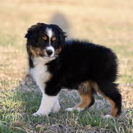 Boots - Black tri male Miniature Australian Shepherd puppy in Wichita Falls, Texas from Shooting Stars Ranch Toy and Mini Aussies