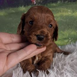 S'mores F1b - Red male Cavapoo puppy in Centerton, Arkansas from Velvet Paws Cavapoos