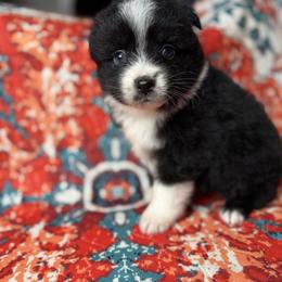 Henna - Black & white female Miniature Australian Shepherd puppy in Mount Airy, Georgia from North Georgia Gems