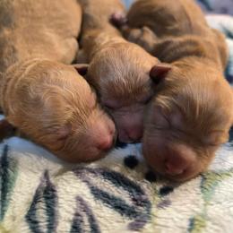 Angela - Red female Cavapoo puppy in Truckee, California from Heavenly Goldendoodles