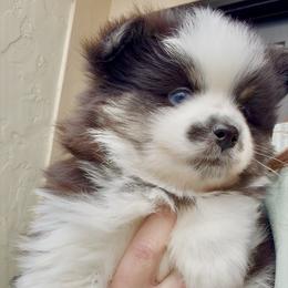 Gizmo - Black and white male Pomsky puppy in Long Grove, Illinois from Windy City Pomsky
