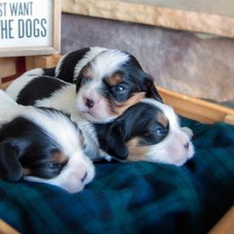 Cavalier King Charles Spaniels from Ridgeview Cavaliers