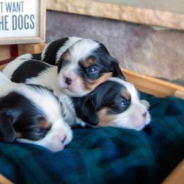 Cavalier King Charles Spaniels from Ridgeview Cavaliers
