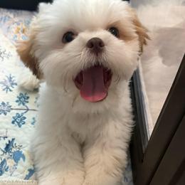 Charger - Liver and white male Shih Tzu puppy in Scottsdale, Arizona from 🌗 New Moon Shih Tzu 🌗