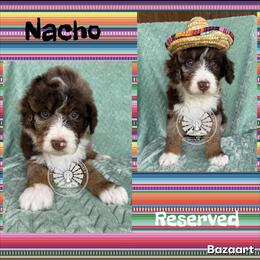 Nacho - Chocolate merle male Bernedoodle puppy in Godwin, North Carolina from Farm Sweet Farm Doodles