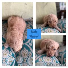Assorted Doodle Crosses and Goldendoodle Puppies from Sweet Southern Doodles