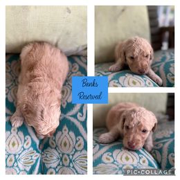 Assorted Doodle Crosses and Goldendoodle Puppies from Sweet Southern Doodles