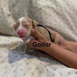 Golfer - Cream male Australian Labradoodle puppy in Alamo, Texas from QuiSal Labradoodles