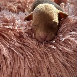 Indie - Apricot female Goldendoodle puppy in Rising Sun, Indiana from Ruby Lane Doodles