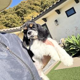 Red collar female - Black white and tan female Cocker Spaniel puppy in Bonsall, California from CuttinBlue Farms