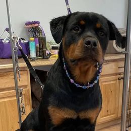 Rottweilers from Dark Waters Rottweilers