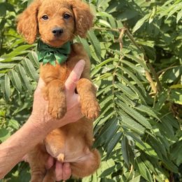Green bow OFA - Red male Cavapoo puppy in Evart, Michigan from Northern’s Cute Cuddly Cava Poos