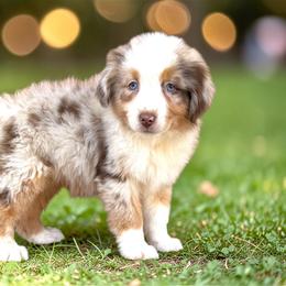 Charlie Jennings - Red merle female Australian Shepherd puppy in Statesville, North Carolina from Charming Australian Shepherds