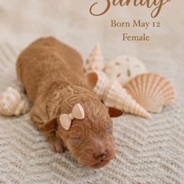 Sandy - Apricot female Goldendoodle puppy in Port Saint Lucie, Florida from Coastal Crown Doodles