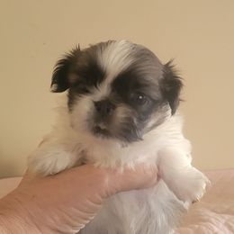 Jenny - White female Pekingese puppy in Burns, Kansas from Pekingese Dynasty