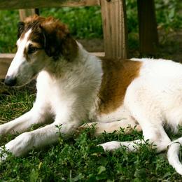 Sean - Red male Borzoi puppy in Canandaigua, New York from Emerald City Borzoi