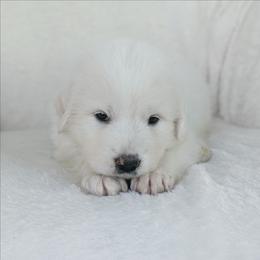 Baby Blue - White female Great Pyrenees puppy in Yakima, Washington from Naches Heights Ranch