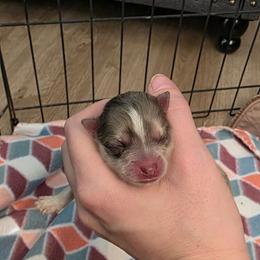 Golden - Merle female Pomsky puppy in Sumter, South Carolina from Emerald Skies Pomskies